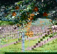 Harvey - Accommodation Cooktown