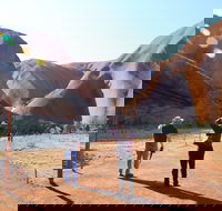 Kuniya walk to Mutitjulu Waterhole - Accommodation Cooktown