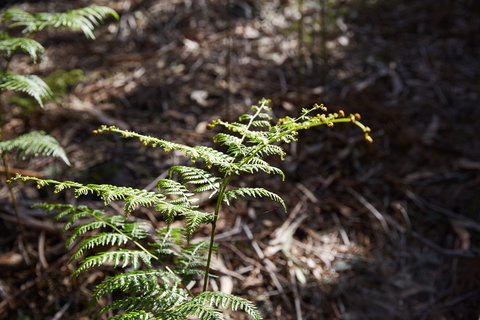 Langwarrin Flora And Fauna Reserve Walking Trails - Accommodation Cooktown 0