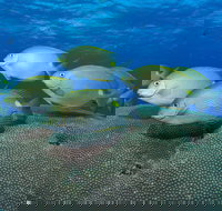 Lodestone Reef - Accommodation Cooktown