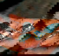 Opalton - Accommodation Cooktown