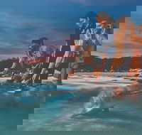 Tangalooma Wild Dolphin Feeding - Accommodation Cooktown