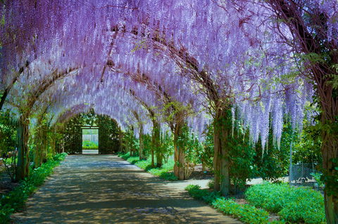 Alowyn Gardens And Nursery - Accommodation Cooktown 0