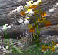 Dawn Atwell Nature Reserve - Accommodation Cooktown