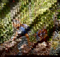 Devils Thumb Manjal Jimalji Trail - Accommodation Cooktown