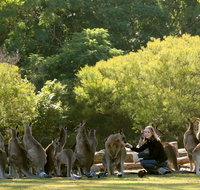 Lone Pine Koala Sanctuary - Accommodation Cooktown