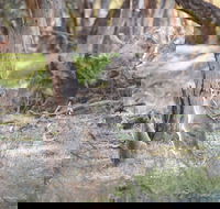 Nyah Vinifera Park - Accommodation Cooktown