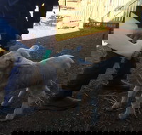 Taralga Wildlife Park - Accommodation Cooktown