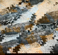 Turtle Nesting Season - Accommodation Cooktown