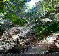 Wirrawilla Rainforest Walk - Accommodation Cooktown