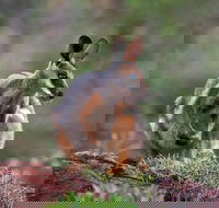 Arkaroola Wilderness Sanctuary - Accommodation Cooktown