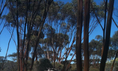 Boorabbin National Park - Accommodation Cooktown 0