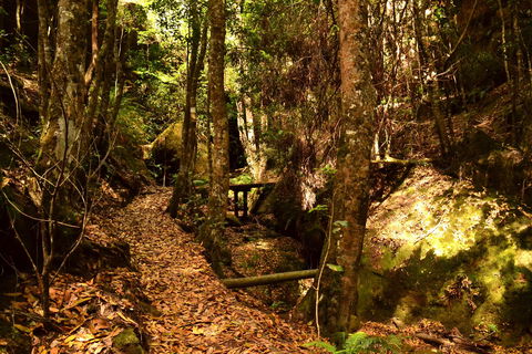 Cave Creek Walking Track - Accommodation Cooktown 2