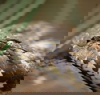 Discover Deadly - Accommodation Cooktown