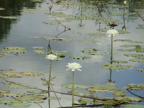 Djukbinj National Park - Accommodation Cooktown 1