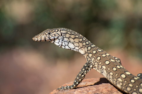 East MacDonnell Ranges - Accommodation Cooktown 1