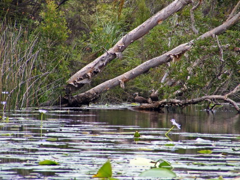 Esk River - Accommodation Cooktown 1