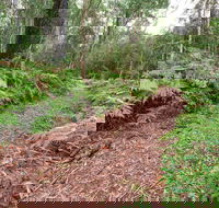 Forest Walking Track Gibraltar Range National Park - Accommodation Cooktown