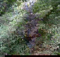 Kondalilla Falls Circuit Kondalilla National Park