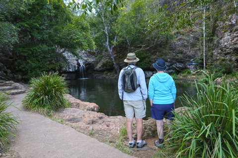 Kondalilla Falls Circuit, Kondalilla National Park - Accommodation Cooktown 1