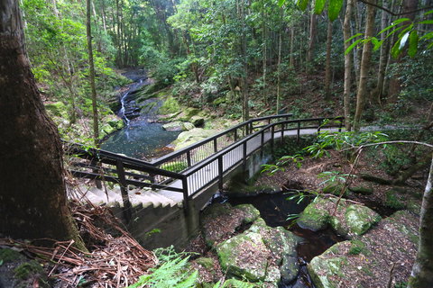 Kondalilla Falls Circuit, Kondalilla National Park - Accommodation Cooktown 2