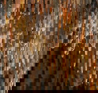 Mulwaree Cave - Accommodation Cooktown