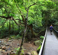 Rainforest Loop Walk Budderoo National Park - Accommodation Cooktown