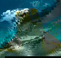 Reef HQ Aquarium - Accommodation Cooktown