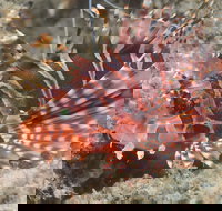 The Seaway Dive Site - Accommodation Cooktown