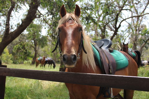 The Ranch - Accommodation Cooktown 2