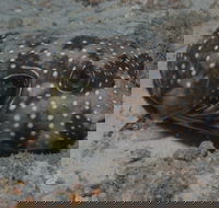 The Wrecks Dive Site at Moreton Island - Accommodation Cooktown
