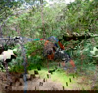 TreeTop Challenge - Accommodation Cooktown
