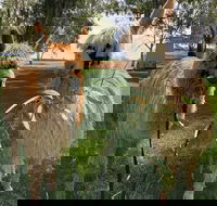 Visit an alpaca farm and get up and personal with these gentle and unique animals - Accommodation Cooktown