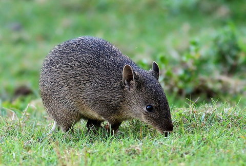 Warrawong Wildlife Sanctuary - Accommodation Cooktown 1