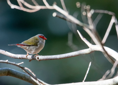 Warrawong Wildlife Sanctuary - Accommodation Cooktown 2