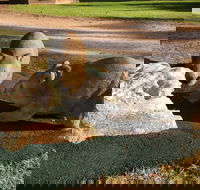 Wombat Statues Moonta - Accommodation Cooktown