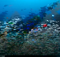 Aarhus Dive Site - Accommodation Cooktown