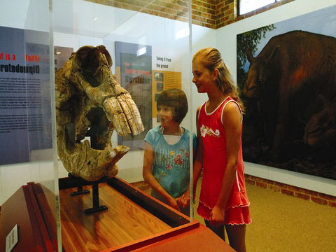 Australian Museum Diprotodon Exhibition: Closed For Building Repair July August - Accommodation Cooktown 0