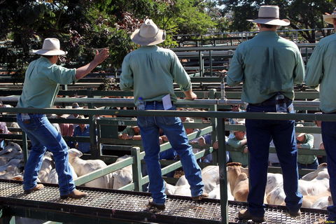 Blackall Saleyards - Accommodation Cooktown 2