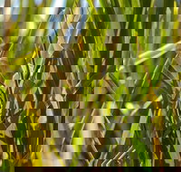 De Kerrilleau picnic area - Accommodation Cooktown