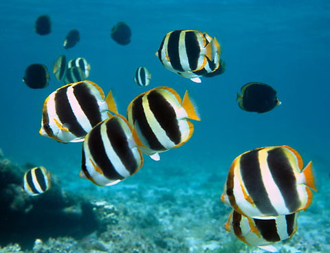 Erscott's Hole - Accommodation Cooktown 1