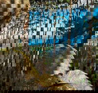 Gulaga Mountain Walk - Accommodation Cooktown