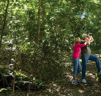 Iluka Rainforest Walking Track - Accommodation Cooktown
