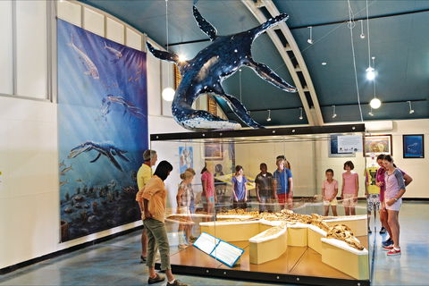 Kronosaurus Korner - Accommodation Cooktown 2