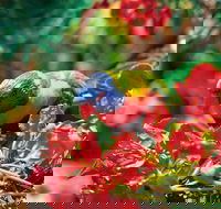 Mount Surprise - Accommodation Cooktown