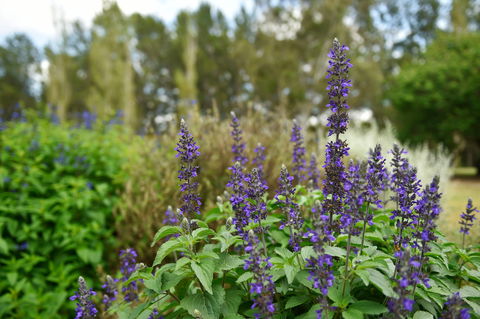 Picton Botanic Gardens - Accommodation Cooktown 1