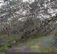 Pink Line and Loop Trail - Mountain Biking - Accommodation Cooktown