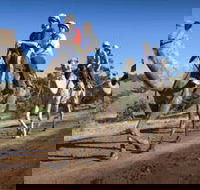 Quorn - Accommodation Cooktown