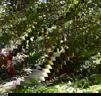 Alfred National Park - Accommodation Cooktown