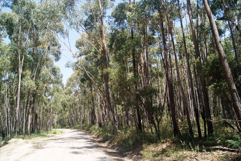Alfred National Park - Accommodation Cooktown 2